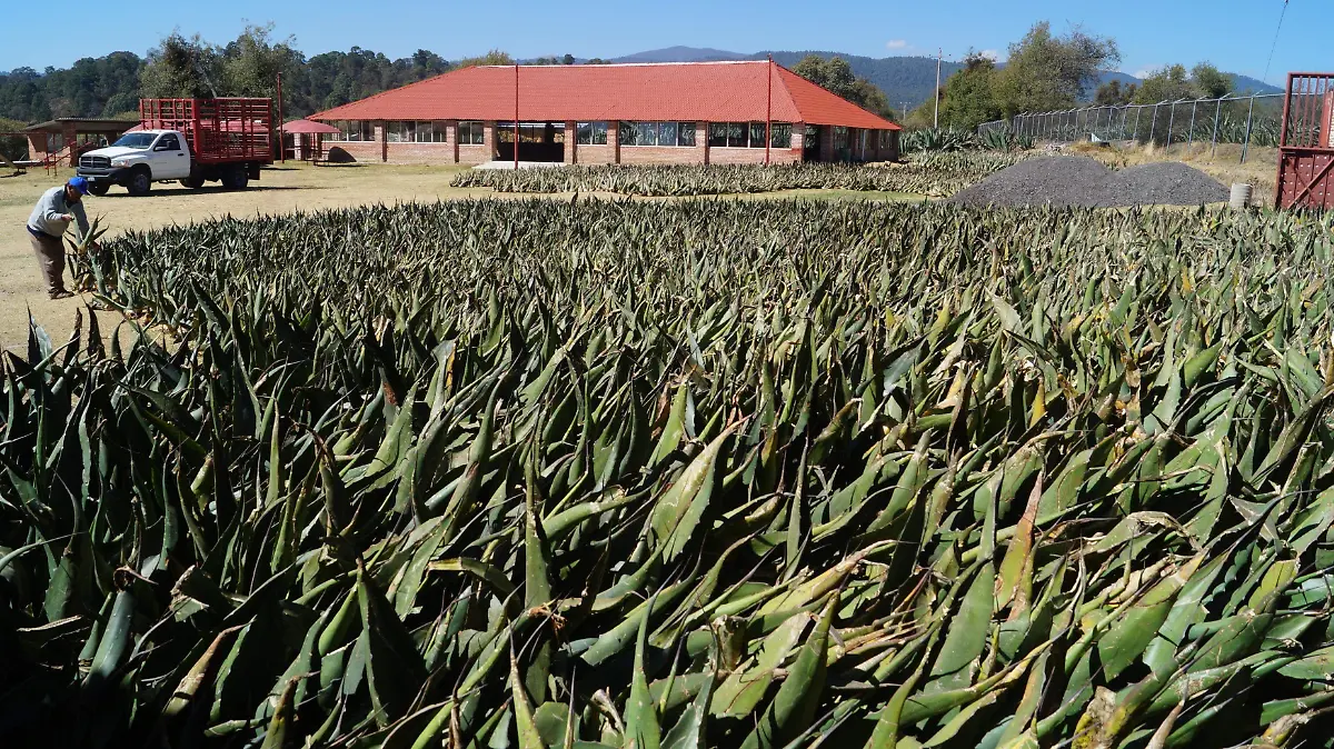 El Corporativo Magueyero 