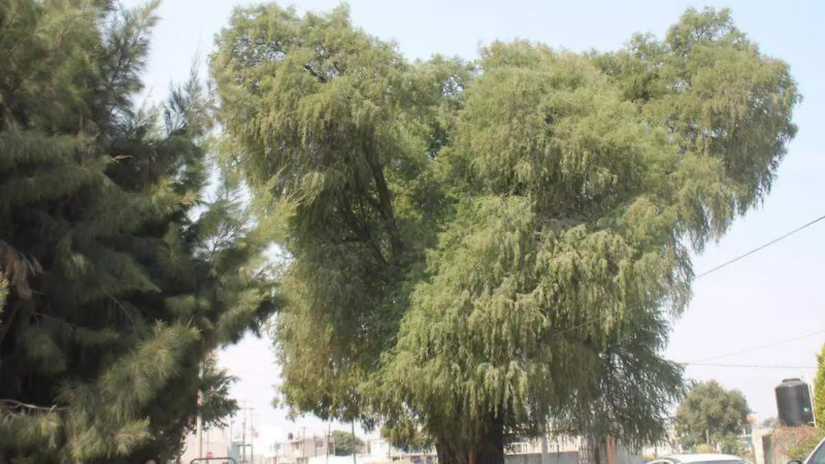 arbol