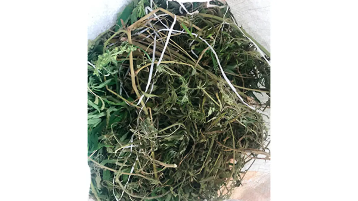 Mariguana