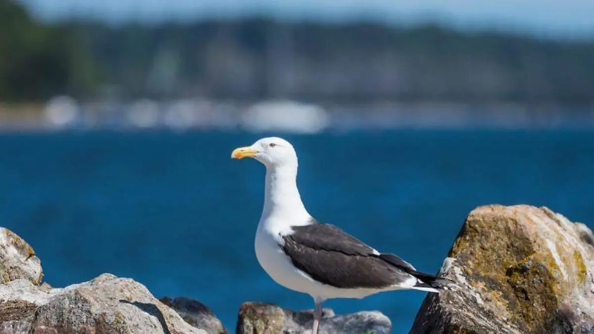 Gaviota