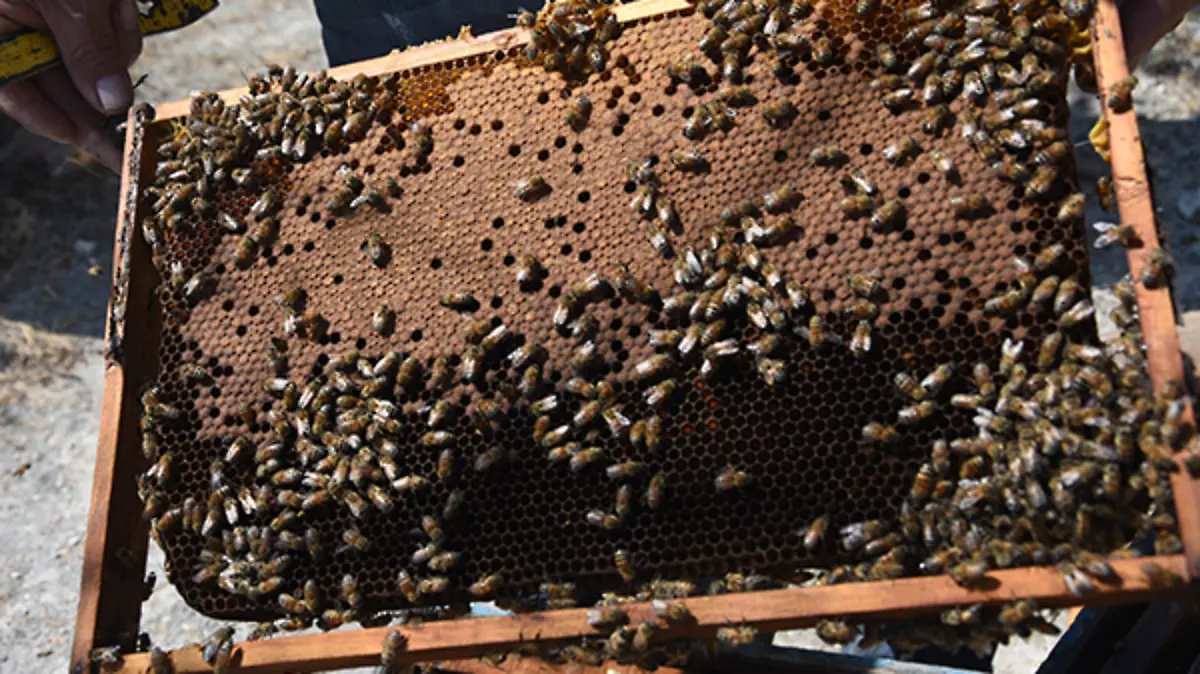 ABEJAS