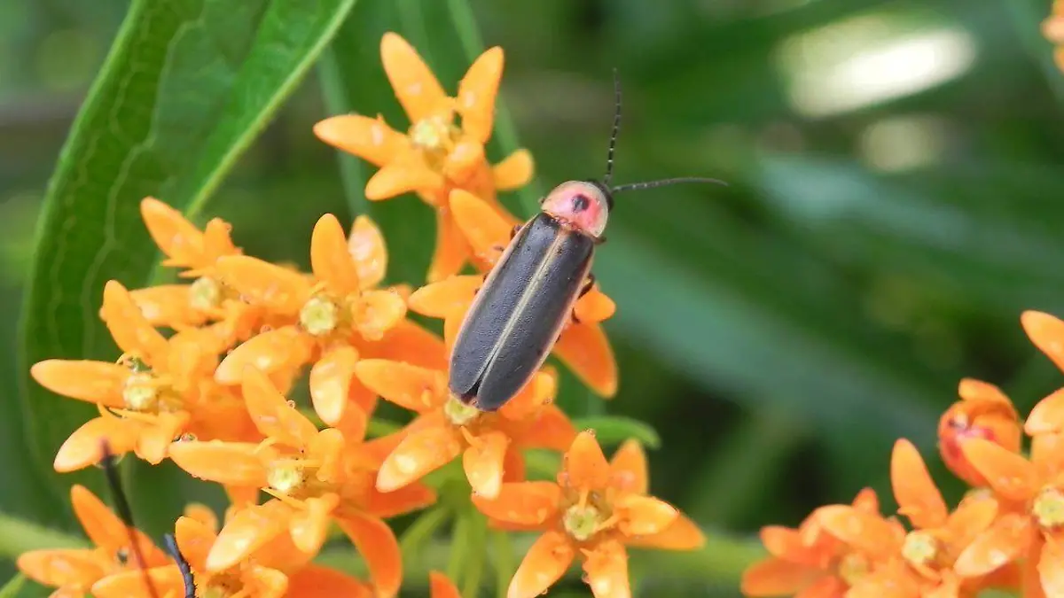 LUCIÉRNAGA