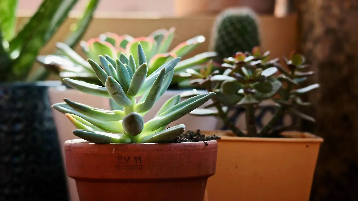 Plantas