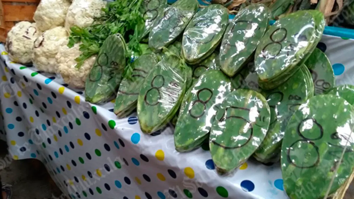 nopal-1