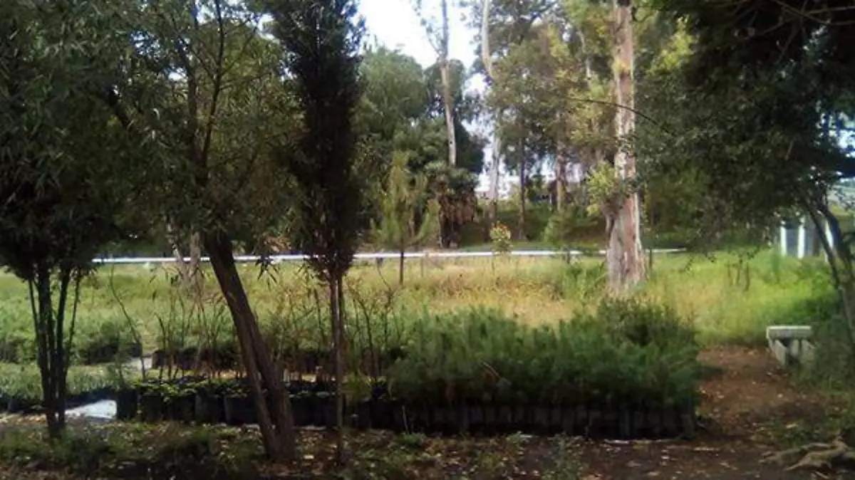 En-el-vivero