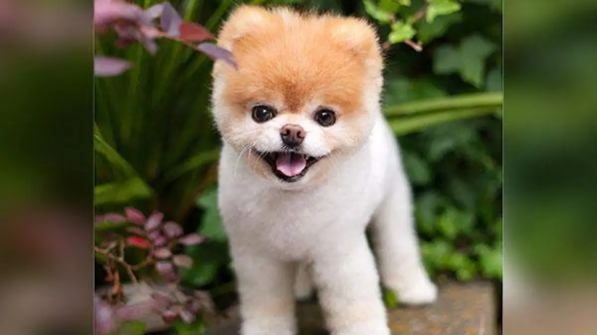 perrito