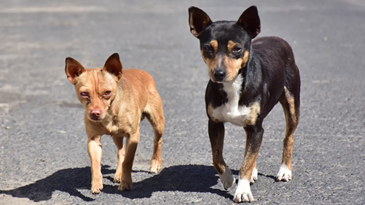 perro-1
