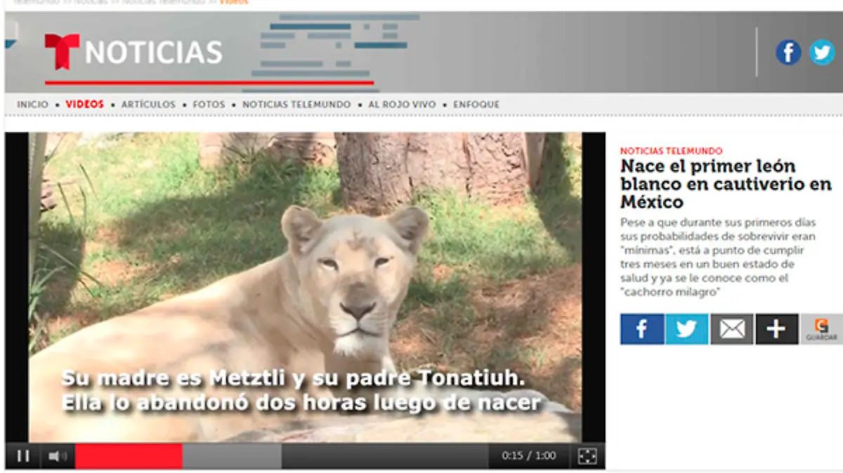 Leones-(5)