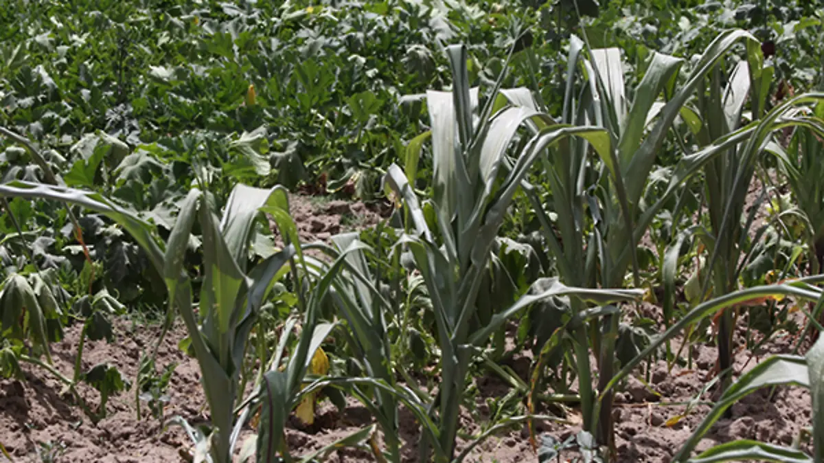 PLANTÍOS-3