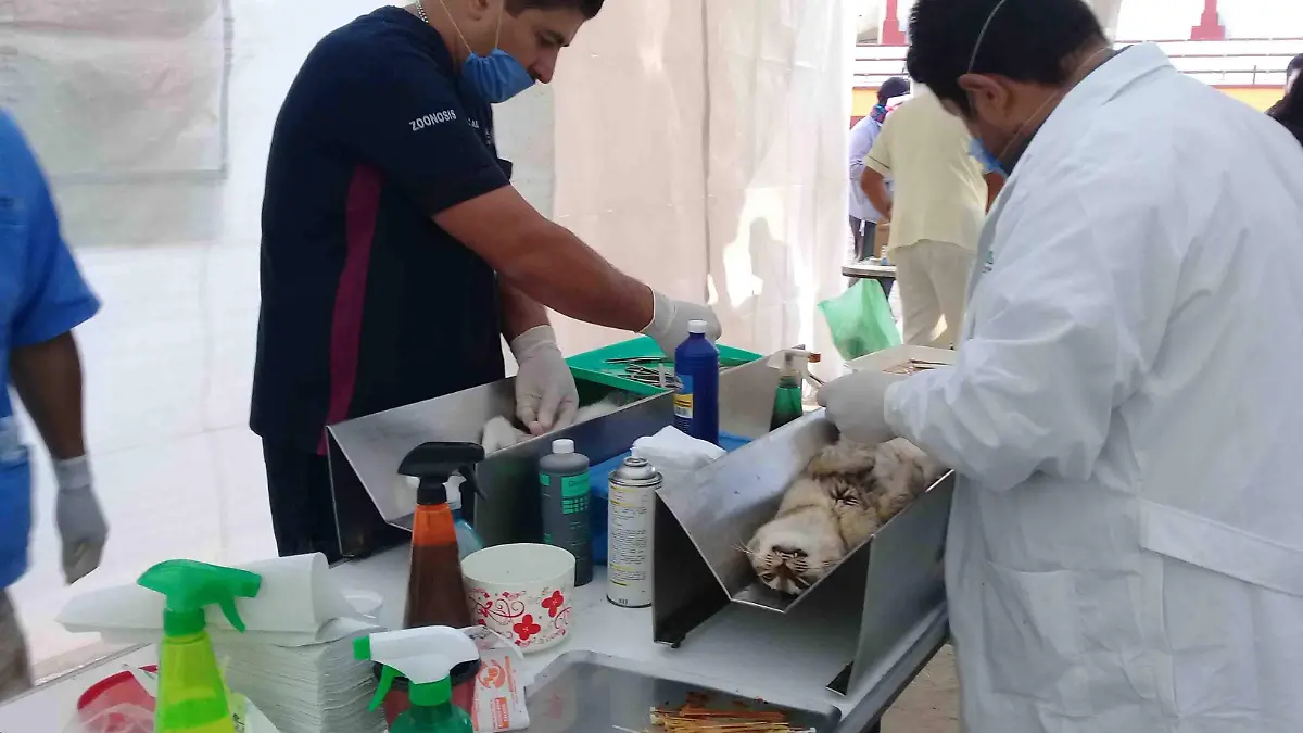 Esterilización - Capital (2)