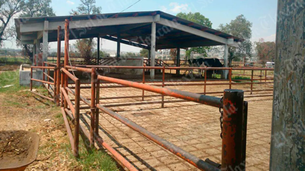 vacas