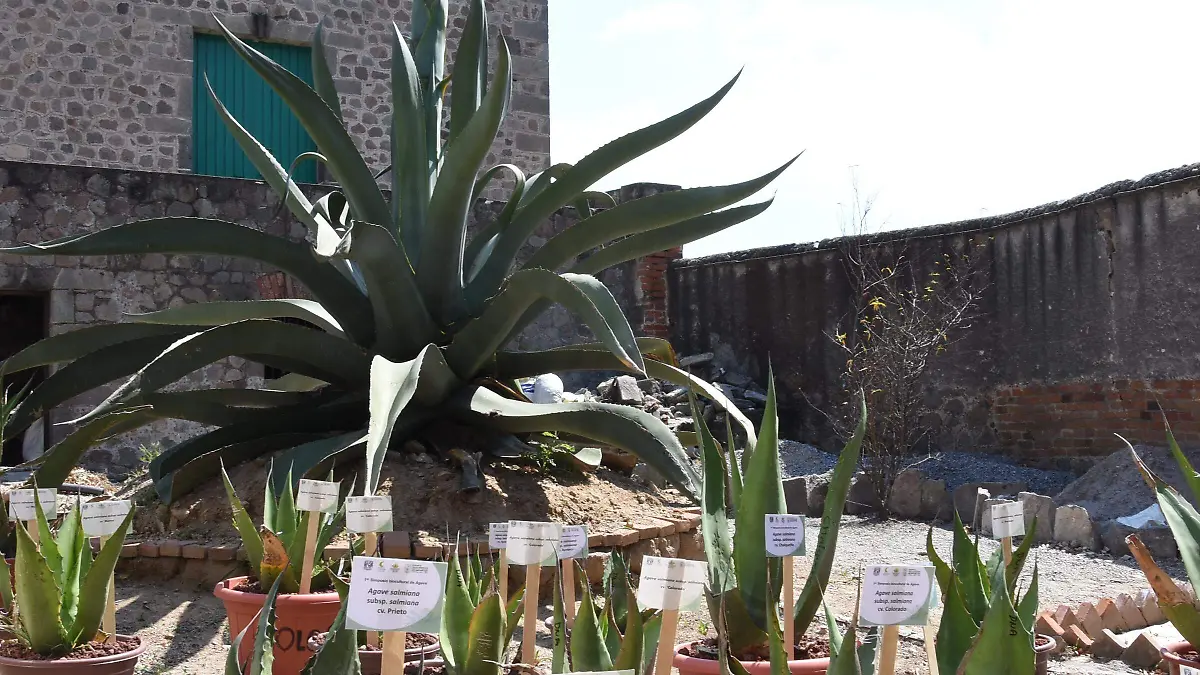 AGAVES TLAXCALA 04