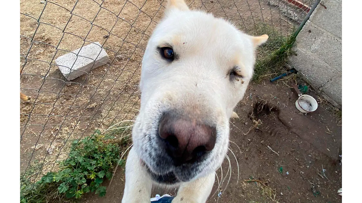 Perro