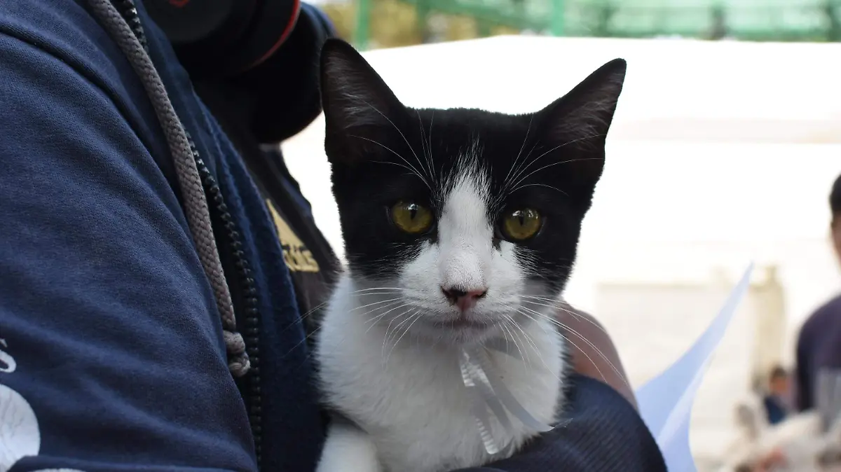 Sonidos de los gatos