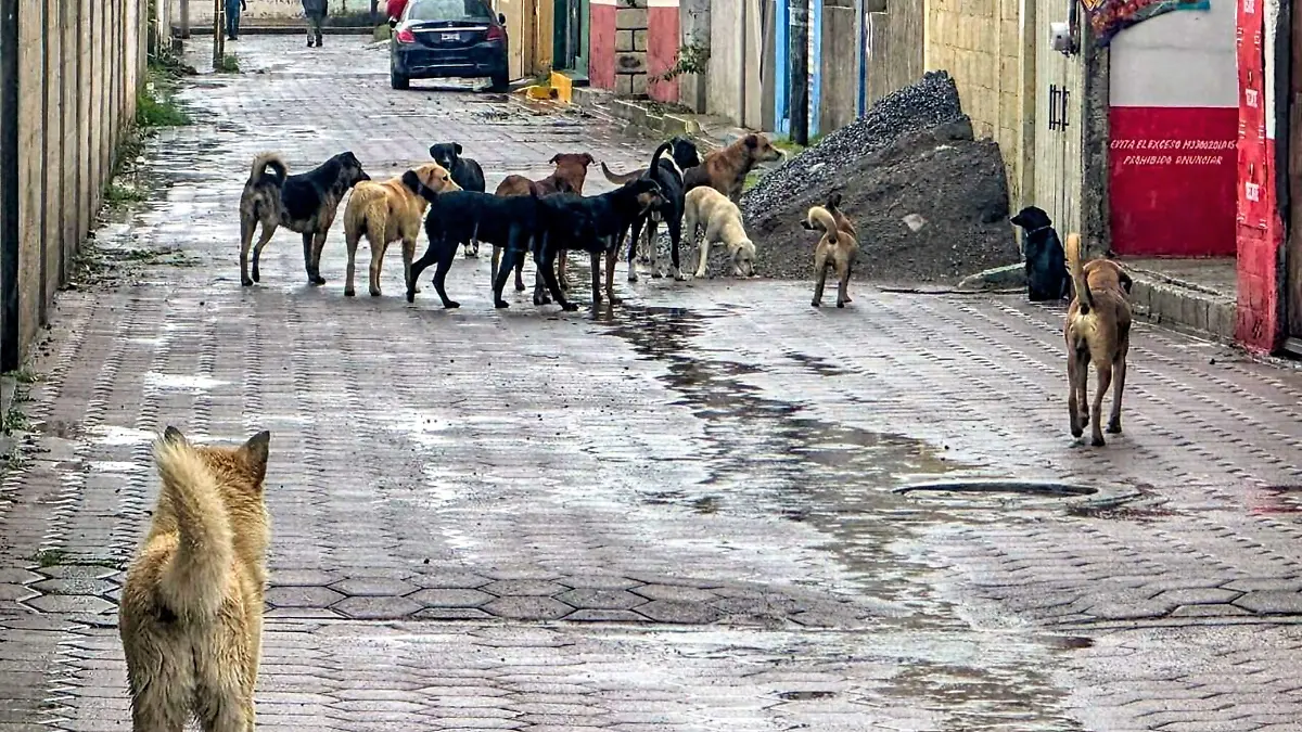 PERROS POLARIZACIÓN