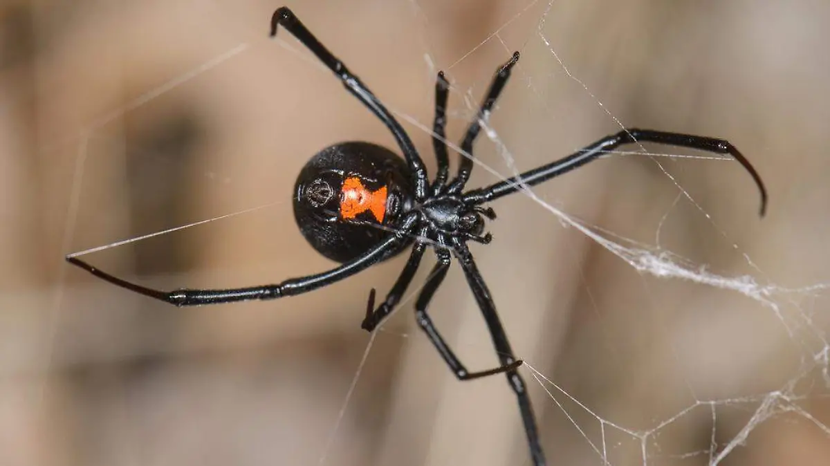 viuda negra