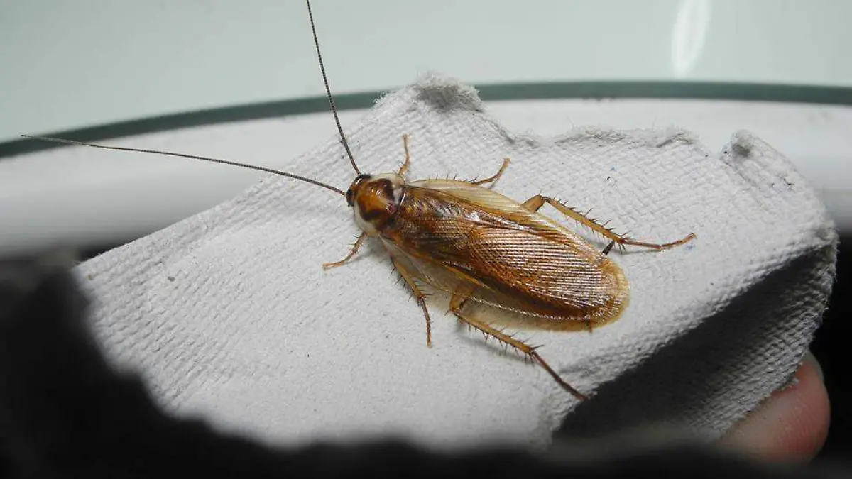 large