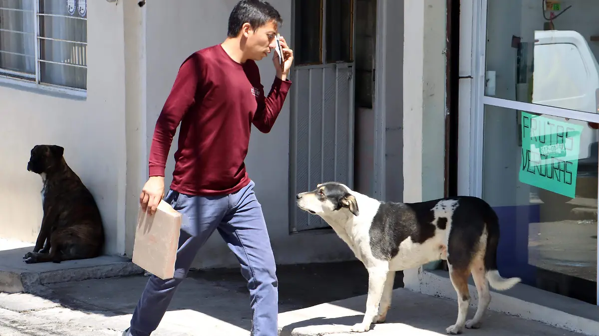 PERROS EN LA CAPITAL (1)