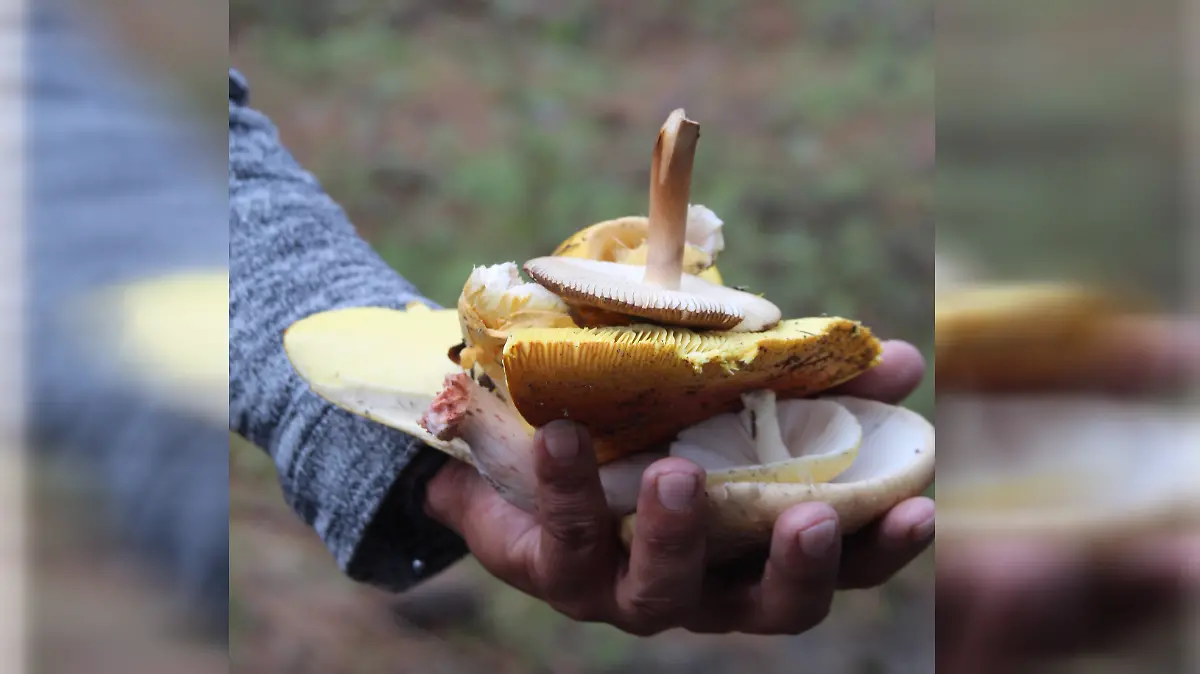 Los hongos ya brotaron 4