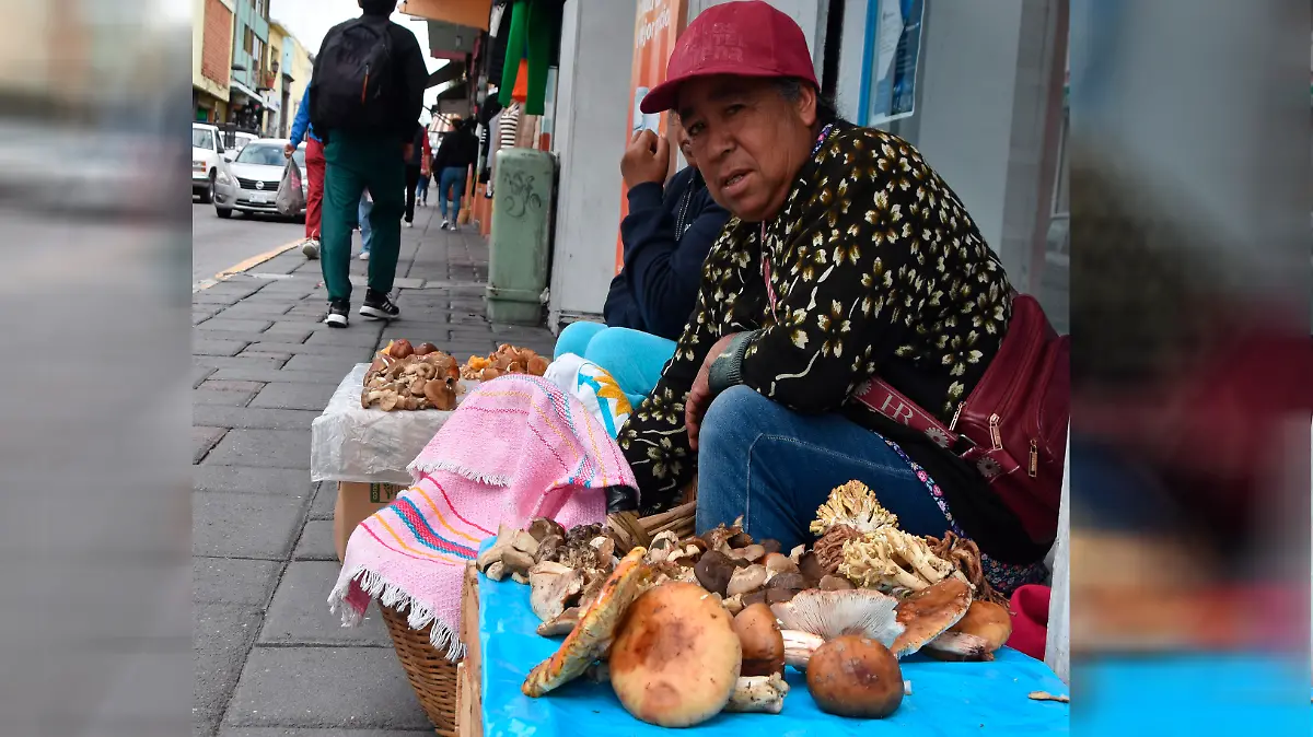 Los hongos ya brotaron 2