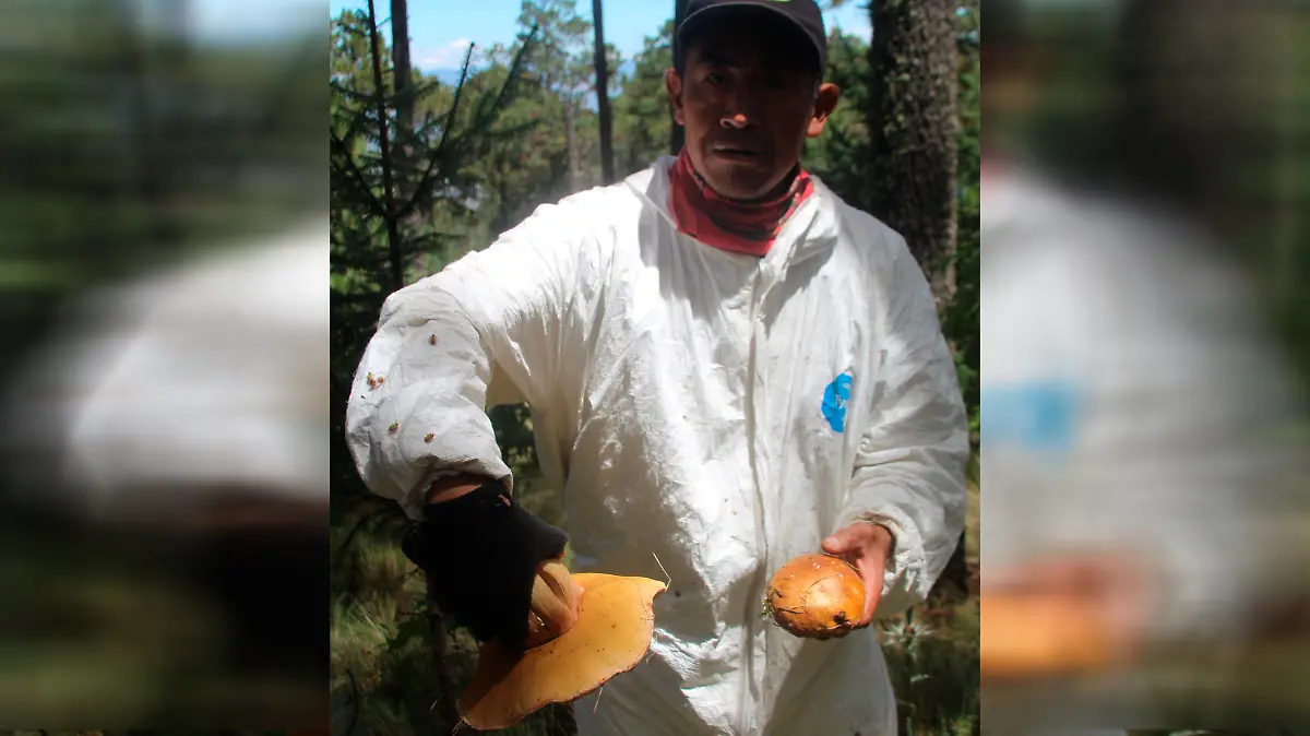 Los hongos ya brotaron 3