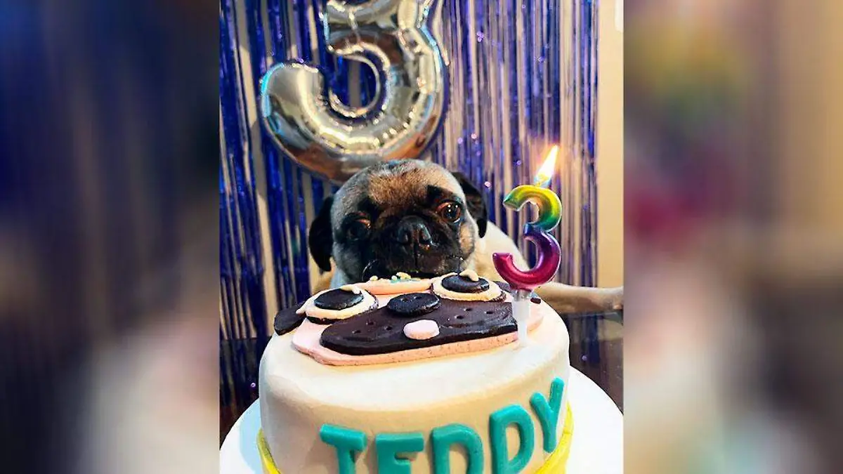 Fiesta-para-perros-(2)