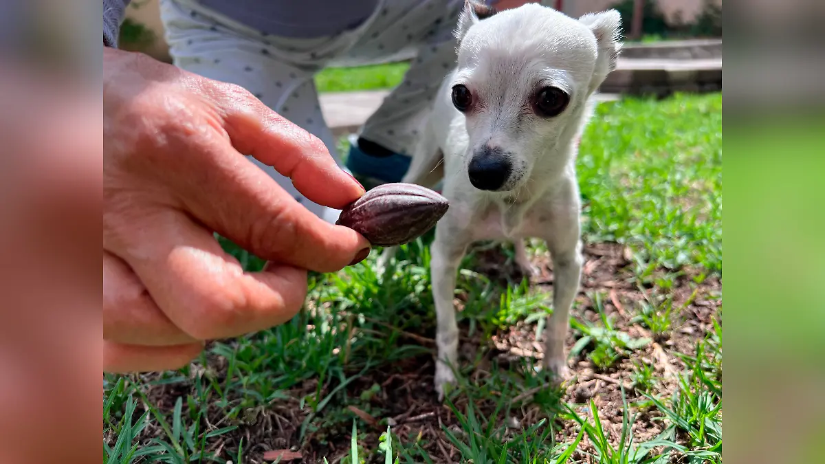 perrito 1.1