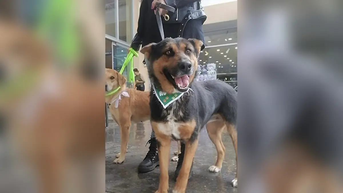 PERRO MASCOTA