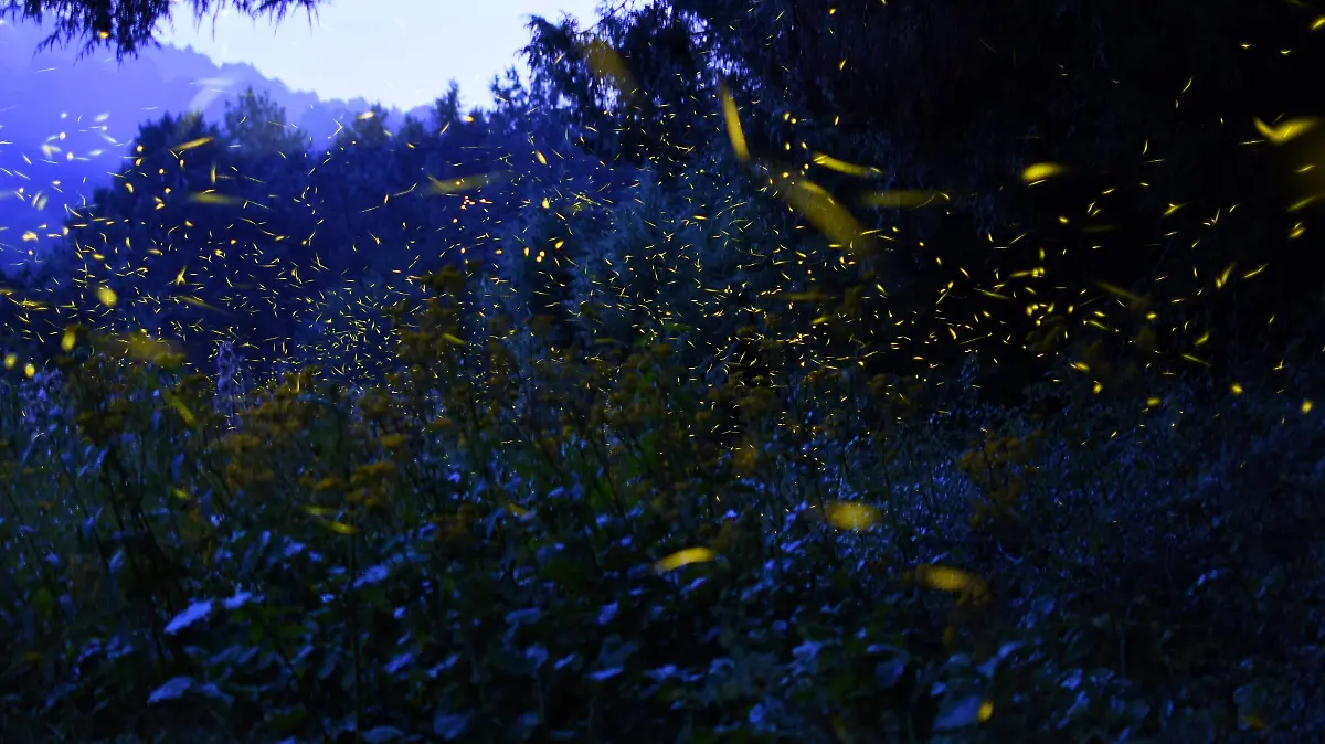 luciernaga EN EL BOSQUE 