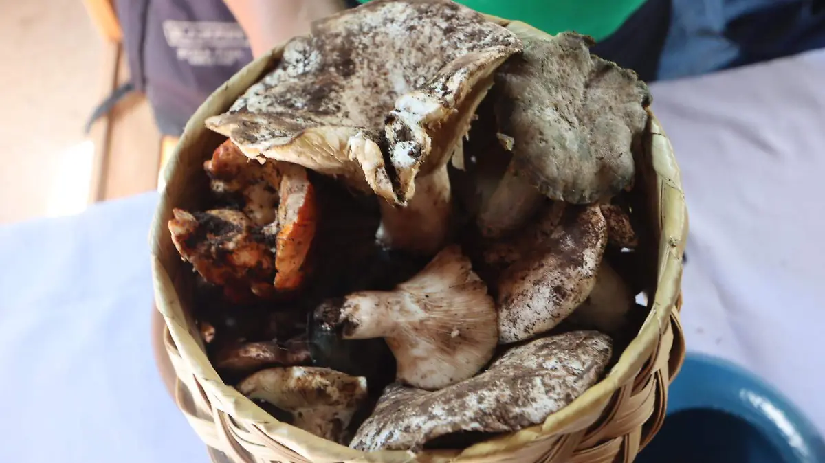 HONGOS NANACAMILPA 2