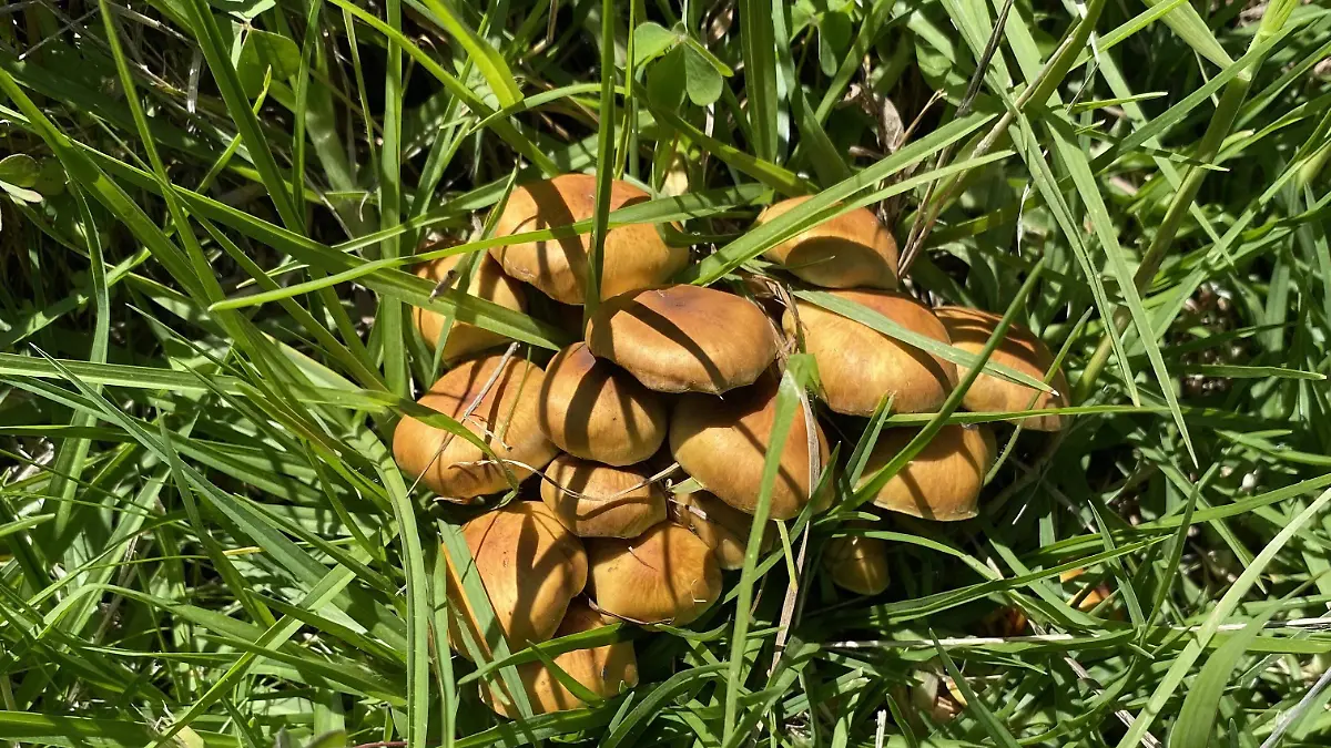 HONGOS NANACAMILPA 3