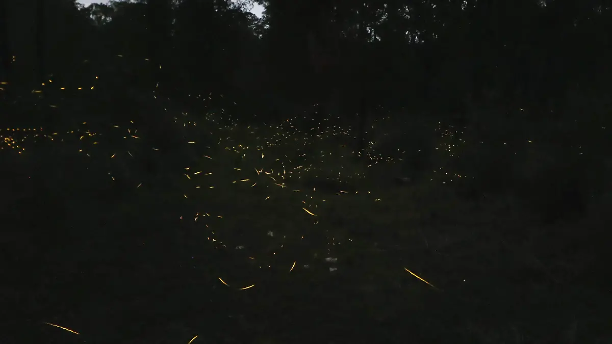 AVISTAMIENTO LUCIÉRNAGAS 2