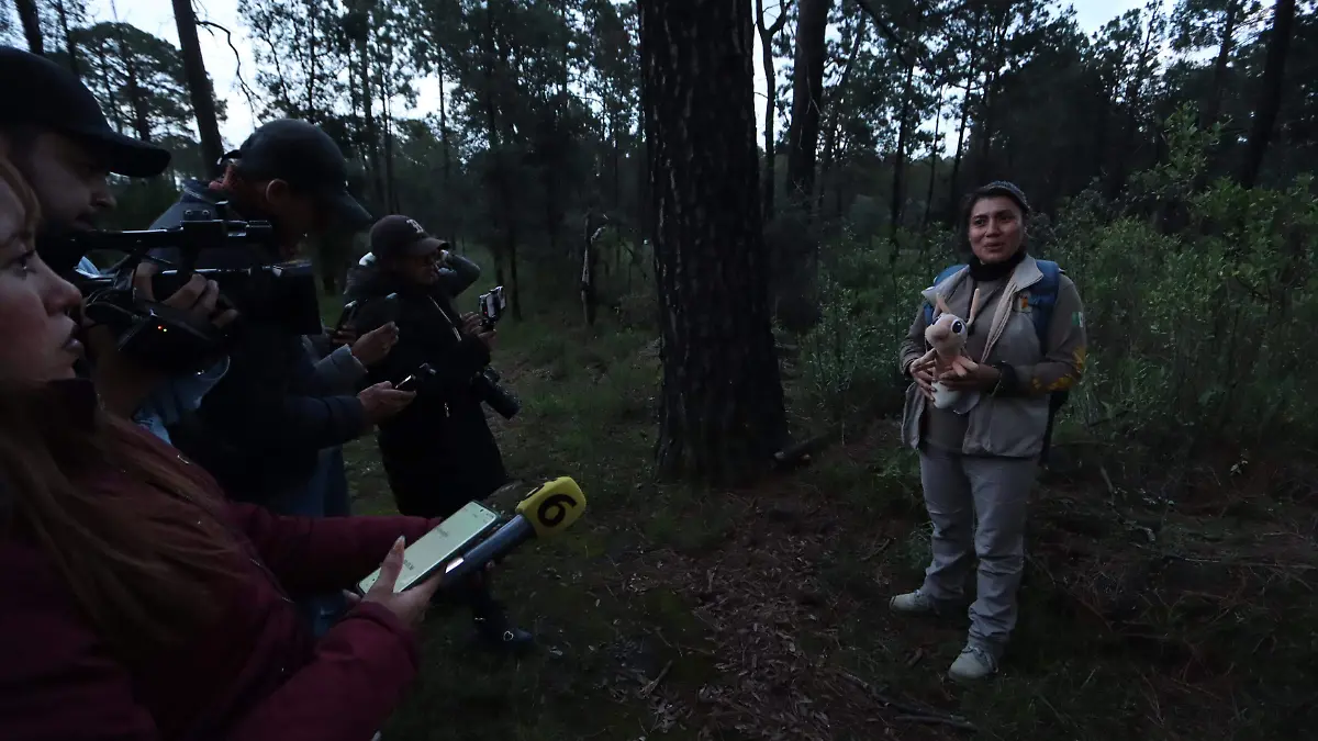 AVISTAMIENTO LUCIÉRNAGAS 3