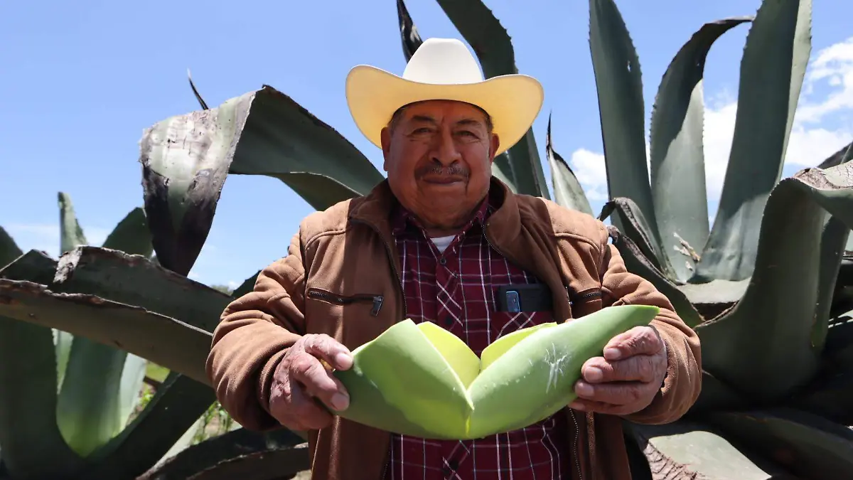 LUCIÉRNAGAS MAGUEYERA PULQUE 2