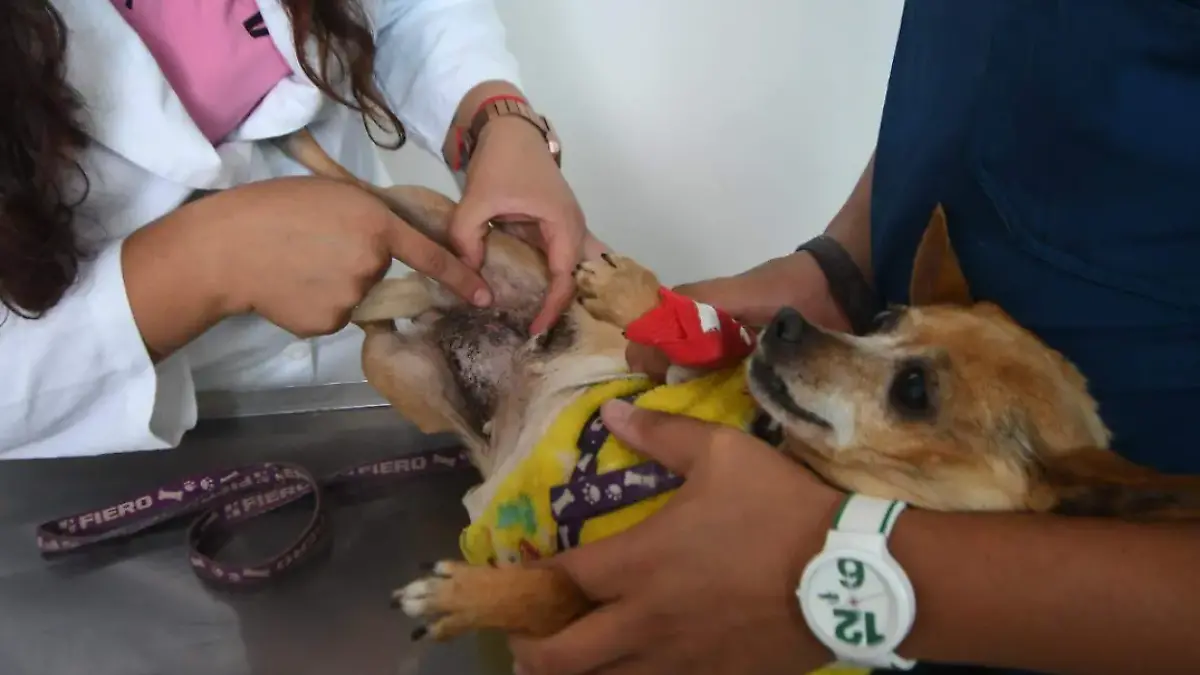 PROFESIONISTAS VETERINARIA - ITAT