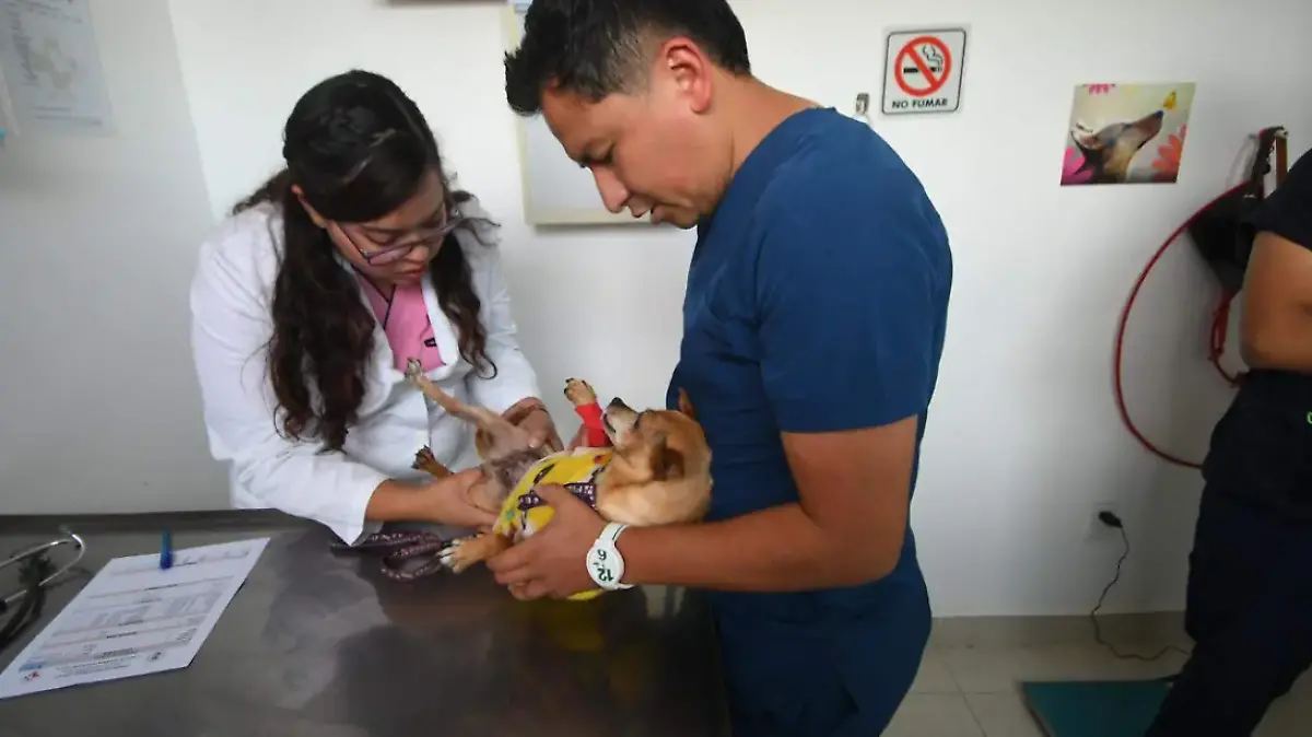 MEDICINA VETERINARIA