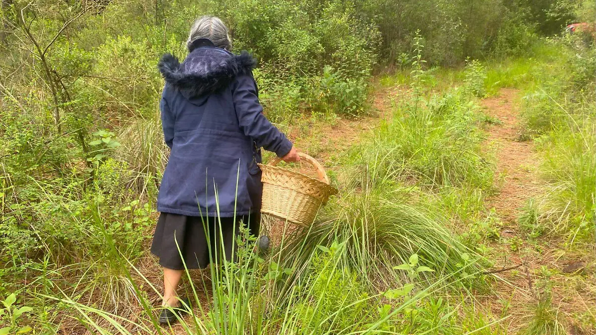 Eusebia en la recolección de hongos
