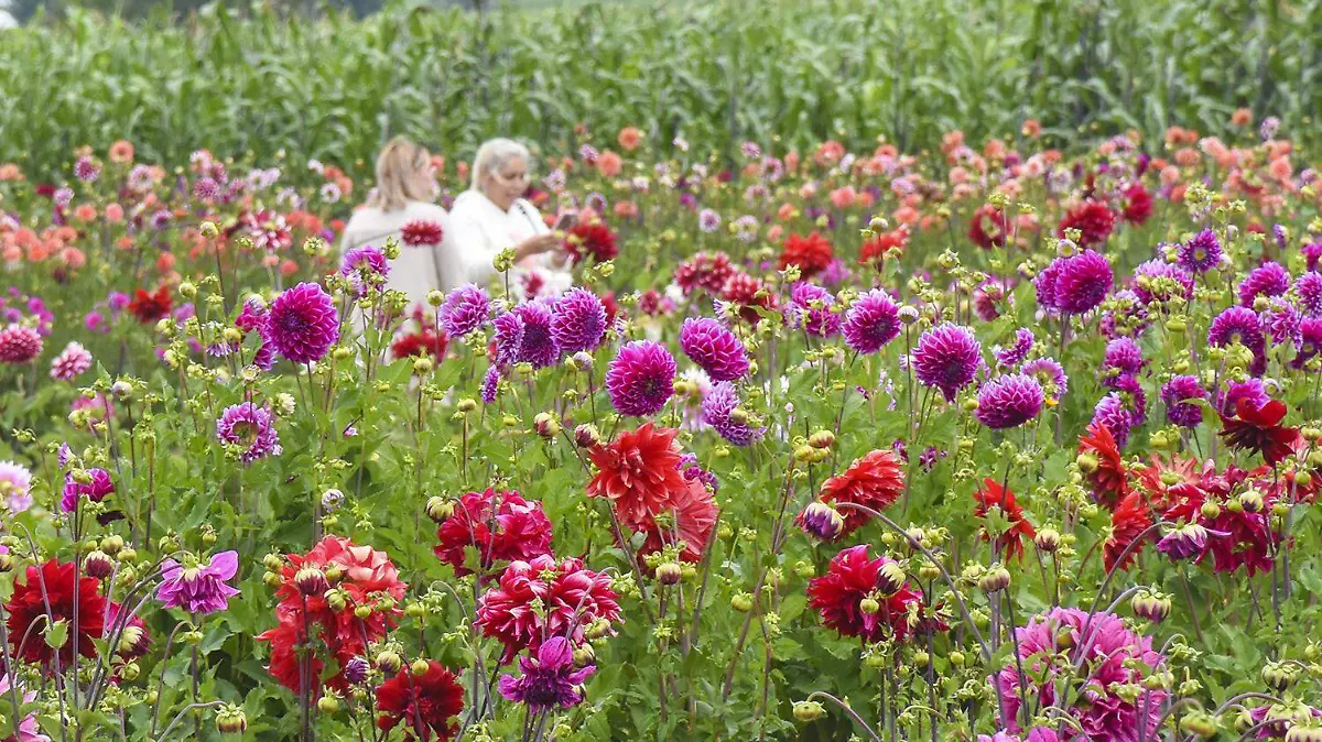 DALIAS (9)