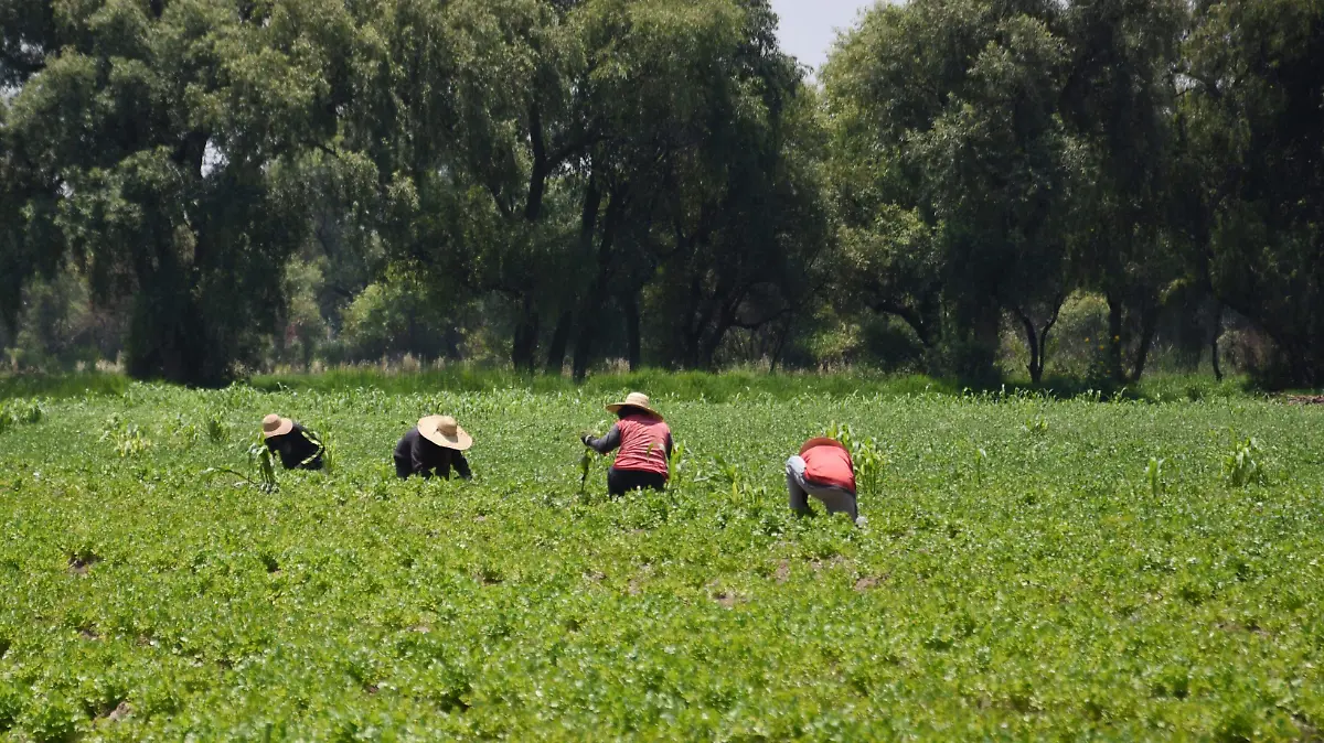 TRABAJADORES CULTIVOS (2)