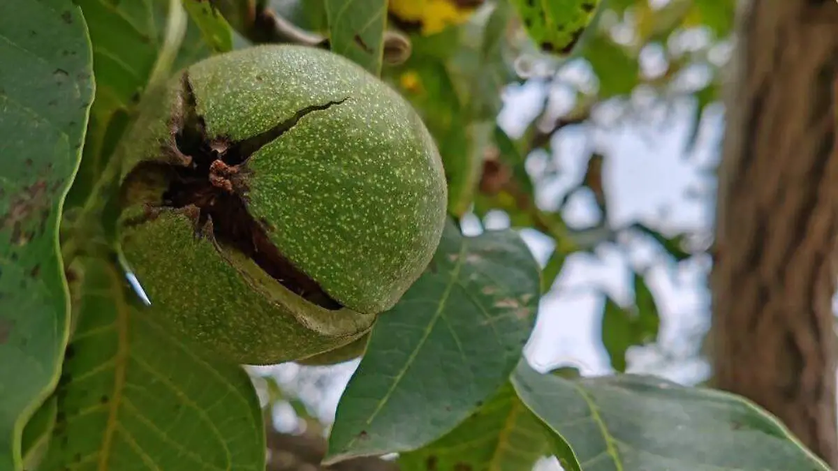 LAS NUECES DE CASTILLA