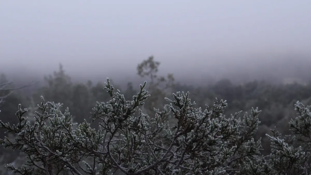 FRIO (1)