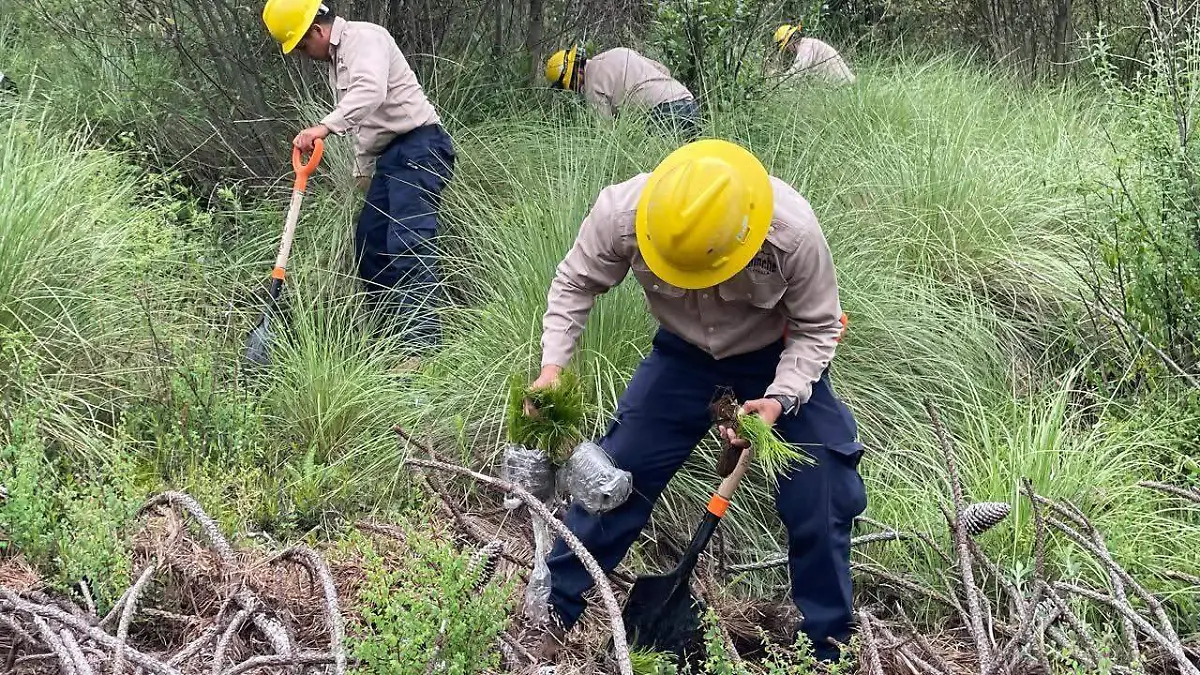 REFORESTACIÓN EN TLAXCALA