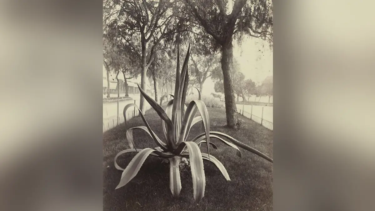 maguey en París 1.1.