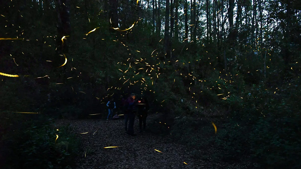 TEMP LUCIERNAGAS (1)