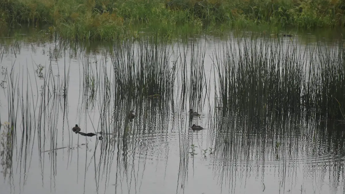 EN LOS BORDES DE LA LAGUNA