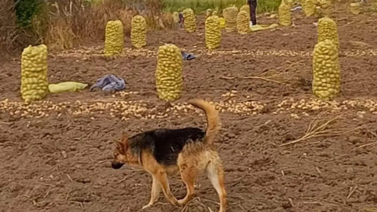 PAPA FIANA EN TERRENATE