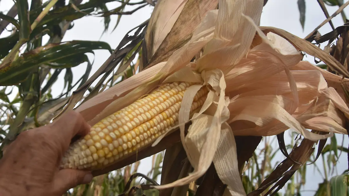 híbrido de sandiego