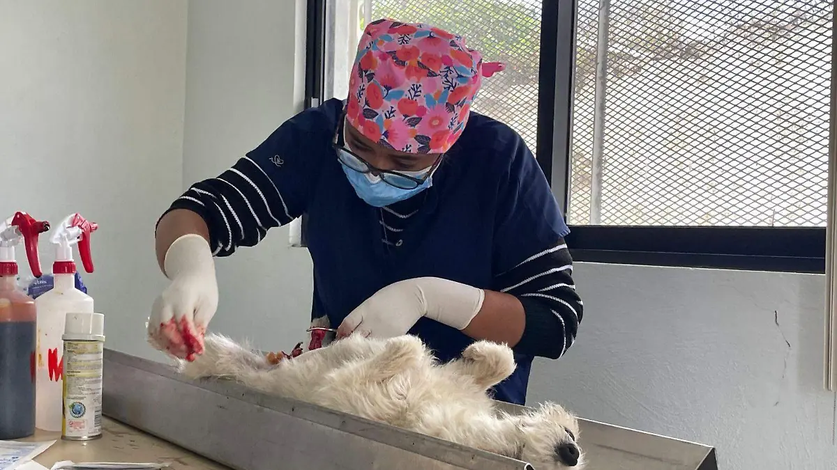 LA CLÍNICA BIOFÍLICA