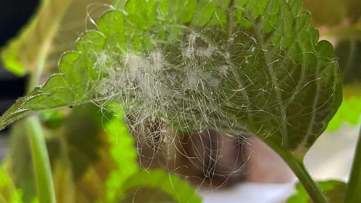 enfermedades plantas