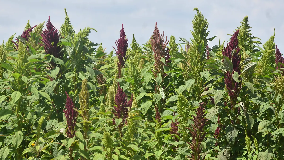 EL AMARANTO ALCANZARÁ